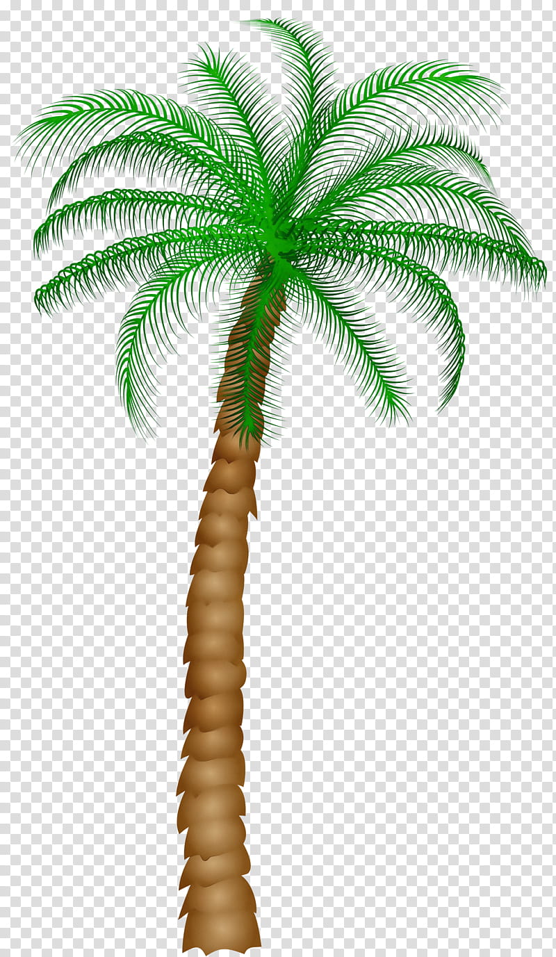 Palm Tree Silhouette, Coconut, Palm Trees, Date Palm, Plant, Arecales, Woody Plant, Terrestrial Plant transparent background PNG clipart