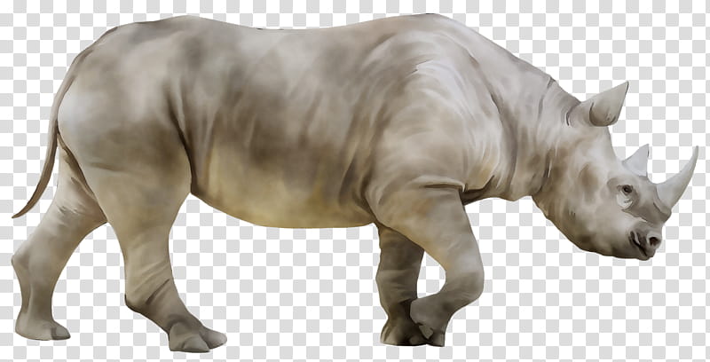 Rhinoceros Rhinoceros, White Rhinoceros, Hippopotamus, Horn, Drawing, Camel, Black Rhinoceros, Animal Figure transparent background PNG clipart