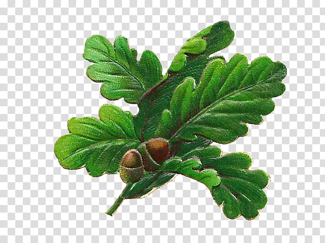 Oak Tree Leaf, English Oak, Acorn, White Oak, Northern Red Oak, Water Oak, Bur Oak, Swamp White Oak transparent background PNG clipart