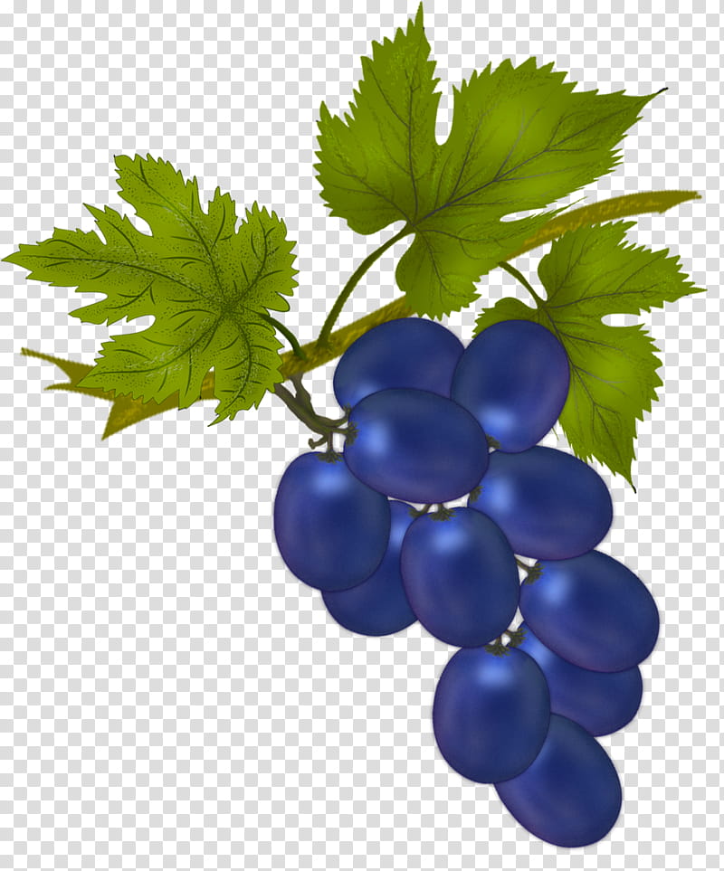 Contrasting Black Grape, blue grape fruits illustration transparent background PNG clipart