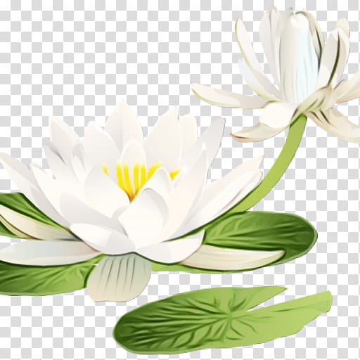 white flower petal plant flowering plant, Watercolor, Paint, Wet Ink, Water Lily, Leaf, Aquatic Plant transparent background PNG clipart