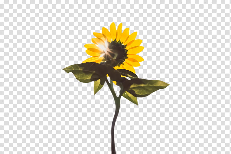 Flowers, Sunflower, Flora, Bloom, Mental Health, Psychology, Disease, Eating Disorder transparent background PNG clipart