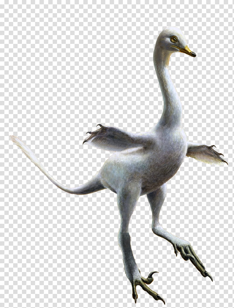 Crane Bird, Velociraptor, Halszkaraptor, Reptile, Dinosaur, Penguin, Maniraptora, Theropods transparent background PNG clipart