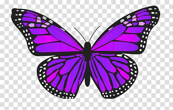 mariposas, purple and black butterfly illustration transparent background PNG clipart
