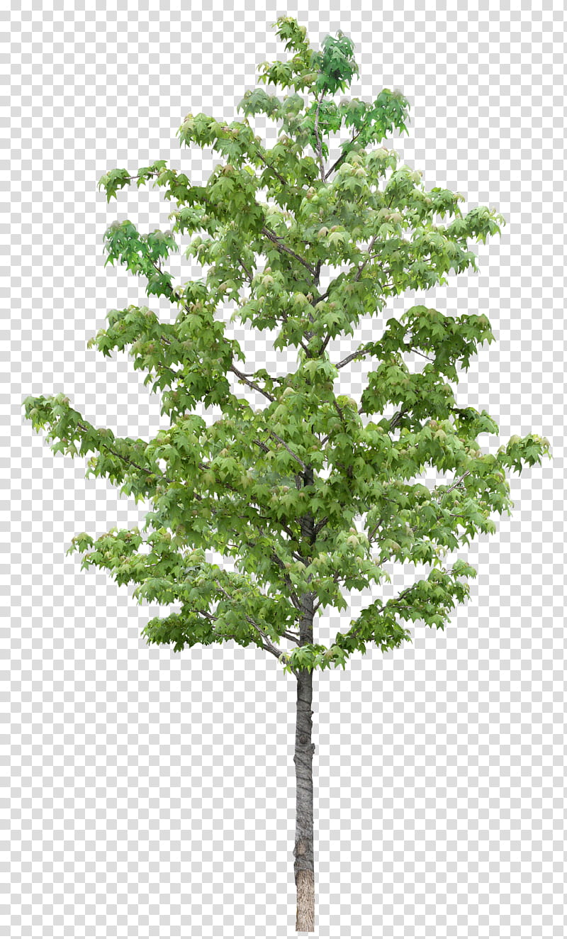 Family Tree Design, Fruit Tree, Plant, Woody Plant, Leaf, Plane, American Larch, Flower transparent background PNG clipart
