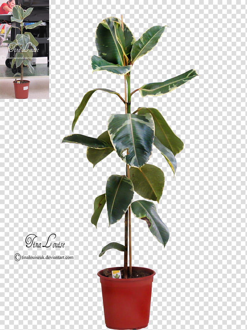 House plant, plant in red pot transparent background PNG clipart