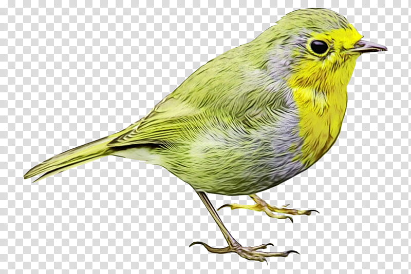 bird beak finch songbird atlantic canary, Watercolor, Paint, Wet Ink, Perching Bird, Yellow Throated Vireo, Pine Siskin transparent background PNG clipart