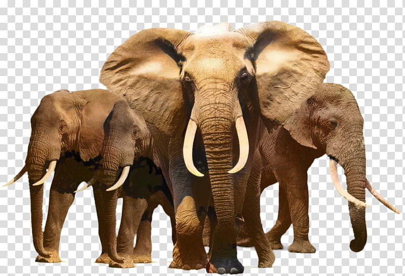 Elephant, African Bush Elephant, African Forest Elephant, Indian Elephant, Seeing Pink Elephants, Asian Elephant, African Elephant, Wildlife transparent background PNG clipart