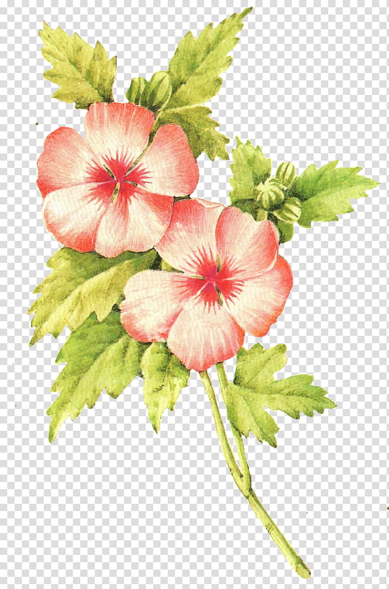 Watercolor Floral, Annual Plant, Herbaceous Plant, Yellow, Cut Flowers, Walmart, Fruit, Plants transparent background PNG clipart