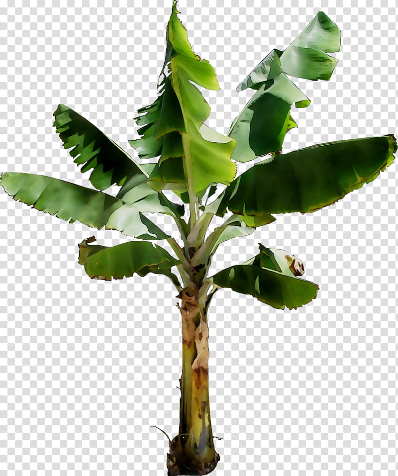 Banana Leaf, Xxxlutz, Flowerpot, Furniture, Plant Stem, Twig, Light Fixture, Tree transparent background PNG clipart