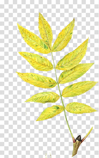 , yellow-and-green leaves illustration transparent background PNG clipart