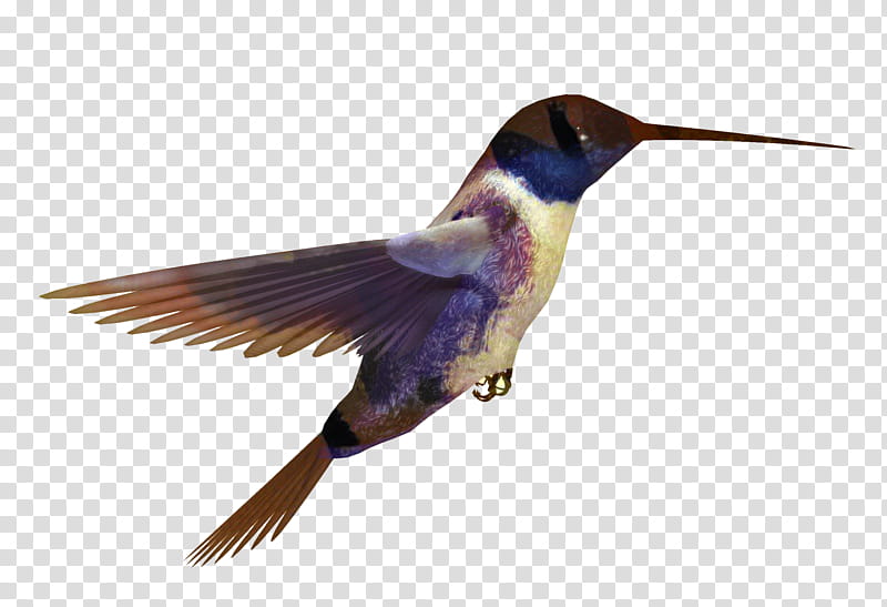 Bird Wing, Hummingbird, Rufous Hummingbird, Beak, Feather, Coraciiformes, Wildlife, Roller transparent background PNG clipart
