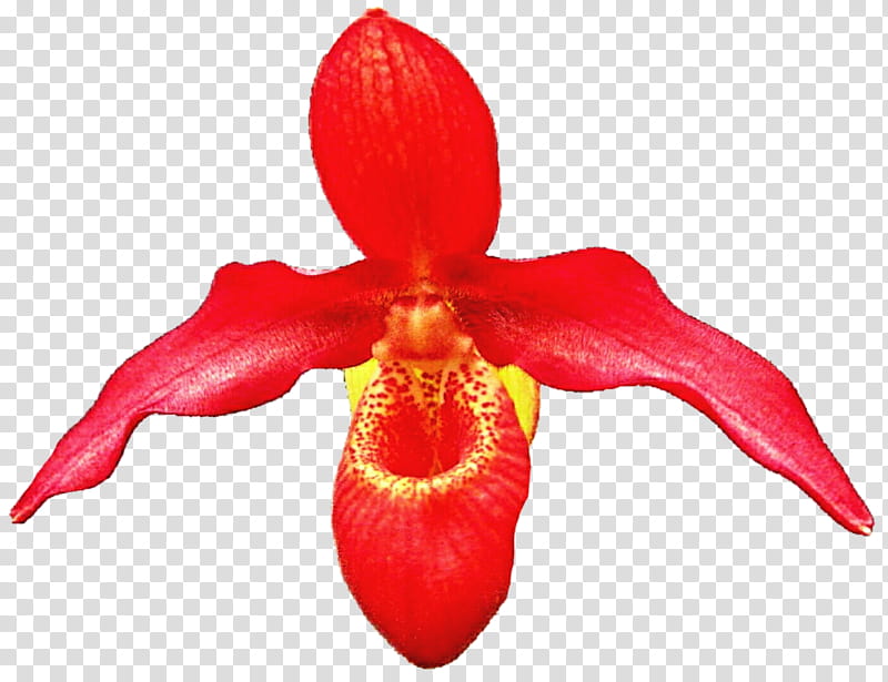 Orange Slipper Orchid transparent background PNG clipart