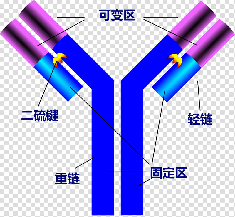 Antibody Blue, Antigen, Structure, Immunity, Protein, Immunoglobulin Superfamily, Immune System, Serum transparent background PNG clipart