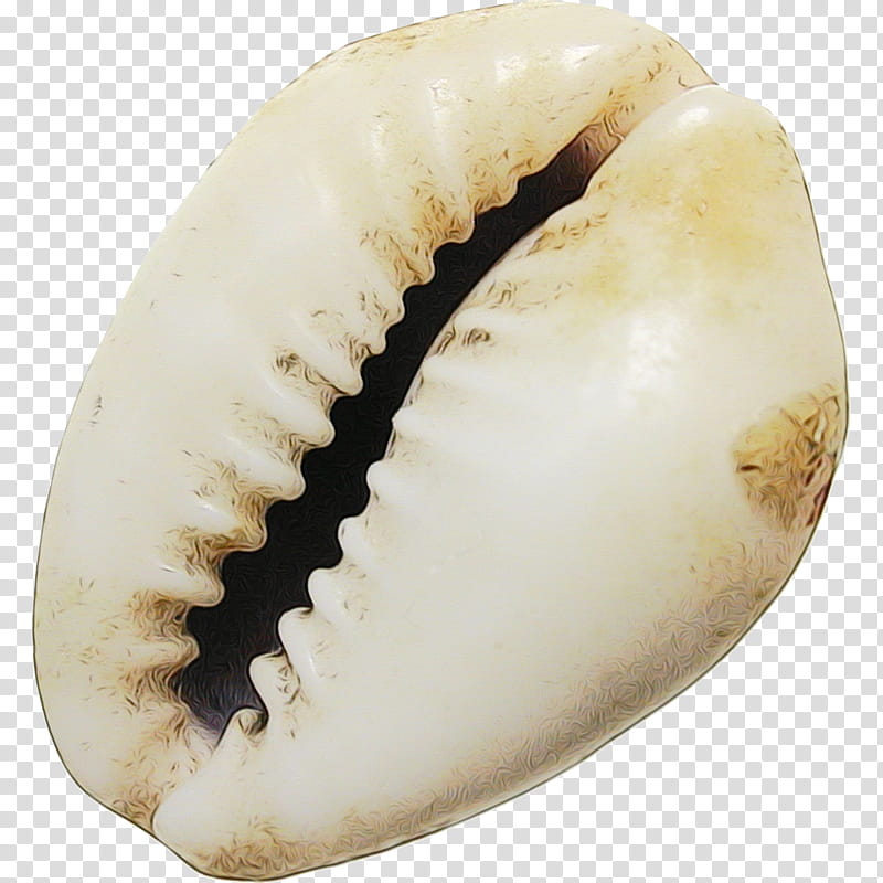 Snail, Cockle, Conchology, Seashell, Trumpet, Sea Snail, Jaw, Mouth transparent background PNG clipart