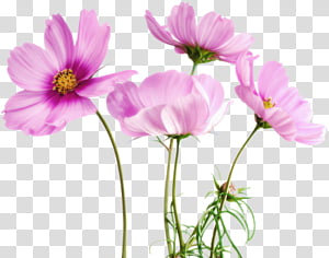 Misc Pck transparent background PNG clipart thumbnail