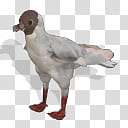 Spore creature Black headed Gull summer transparent background PNG clipart