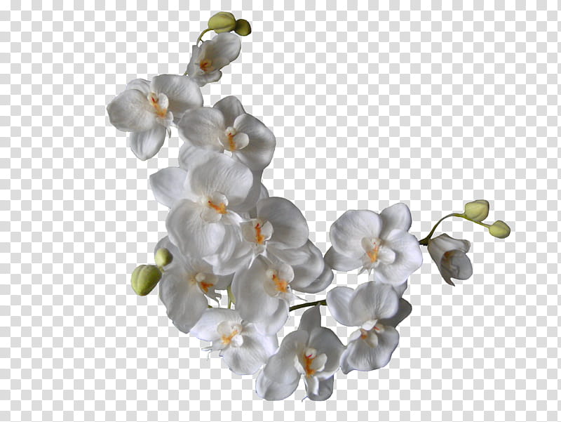 White Orchids, white orchid flowers transparent background PNG clipart