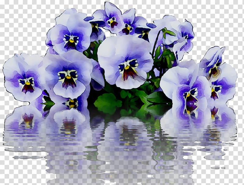 Blue Flower, Pansy, Violet, Purple, Plant, Petal, VIOLA, Violet Family transparent background PNG clipart