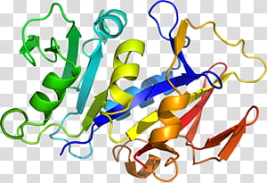 Interleukin1 Family Text, Interleukin 1 Receptor Type I, Interleukin1 Receptor, Il1a, Il1b, Interleukin1 Receptor Antagonist, Protein, Irak4 transparent background PNG clipart thumbnail