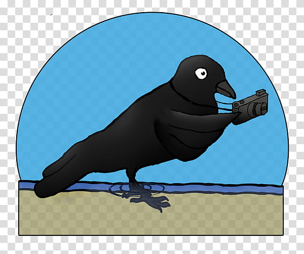 Bird Logo, Crow, , Golowan Festival, Beak, Royaltyfree, Western Jackdaw, Cornish Language transparent background PNG clipart