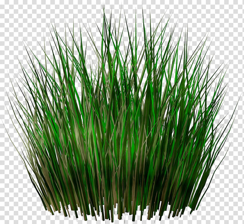Green Grass, Drawing, Web Design, Texture Mapping, Sticker, Plant, Wheatgrass, Grass Family transparent background PNG clipart