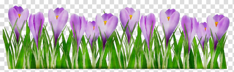 Spring Flower, Crocus, Purple, Computer, Grasses, Plant Stem, Plants, Tommie Crocus transparent background PNG clipart