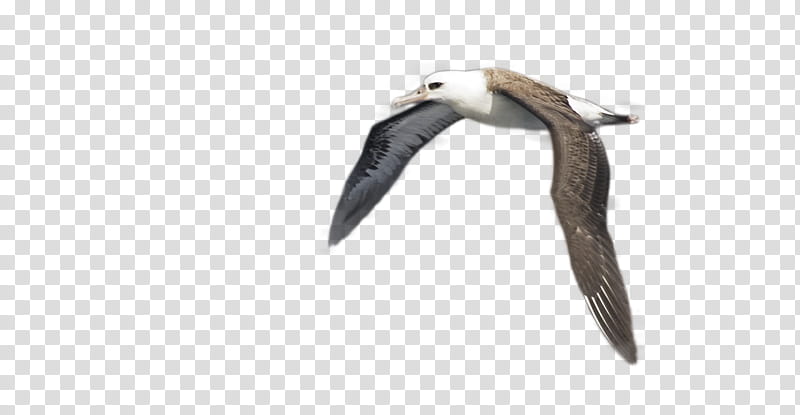 Cartoon Bird, Beak, Seabird, Shorebird, Wildlife, Gannet transparent background PNG clipart