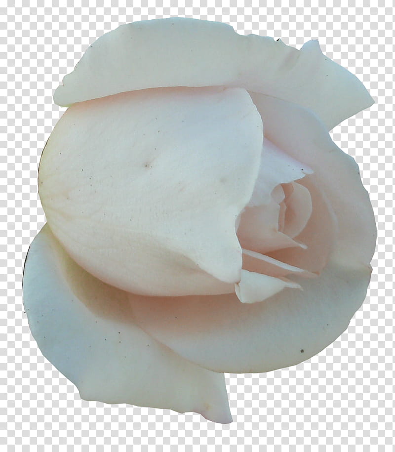 White Roses , white petaled flower transparent background PNG clipart