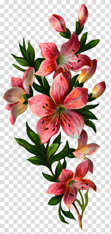 flower lily plant peruvian lily petal, Pink, Stargazer Lily, Tiger Lily, Cut Flowers transparent background PNG clipart
