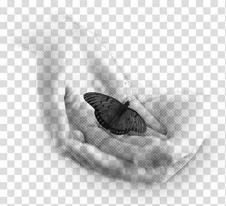greyscale of butterfly on human hand transparent background PNG clipart