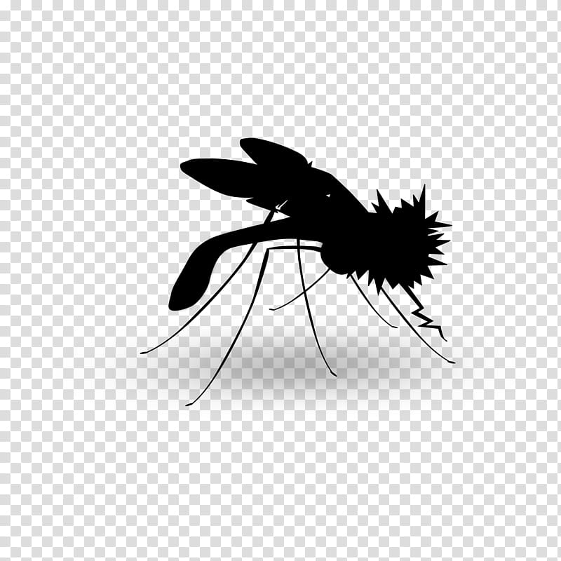 House, Mosquito, Insect, Black White M, Silhouette, Line, Fly, Pest transparent background PNG clipart