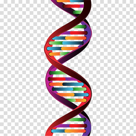 Science, Dna, Molecule, , Molecular Biology, Genetics, Genealogical DNA Test, Line transparent background PNG clipart