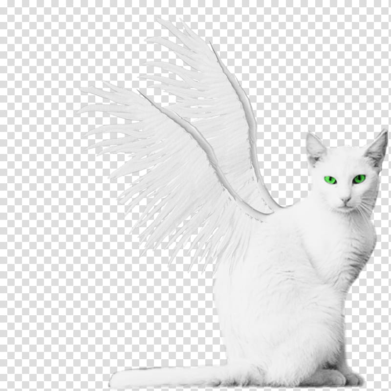 White Winged Kitty Green Eyes, sitting winged white cat with green eyes transparent background PNG clipart