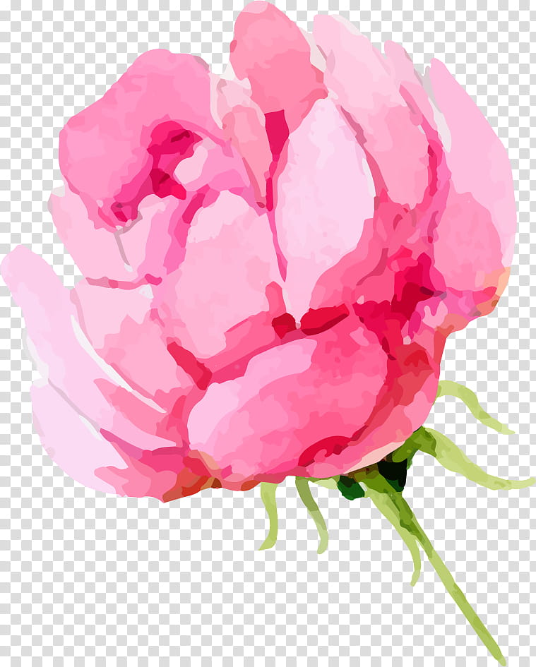 Watercolor Pink Flowers, Peony, Garden, Watercolor Painting, Garden Roses, Drawing, Petal, Common Peony transparent background PNG clipart