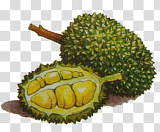 Vegetables and Fruit , durian fruit art transparent background PNG clipart