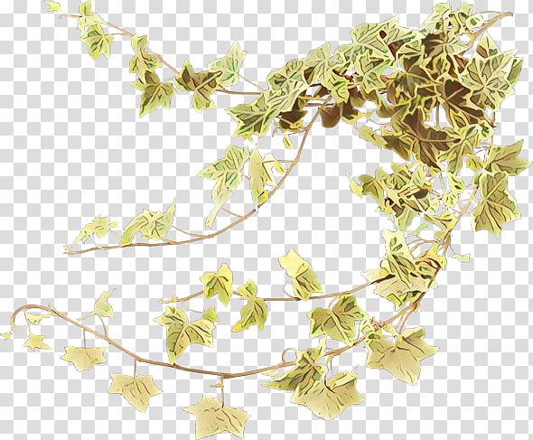 Family Tree, Common Ivy, Vine, Leaf, Houseplant, Plants, Devils Ivy, Hedera Hibernica transparent background PNG clipart