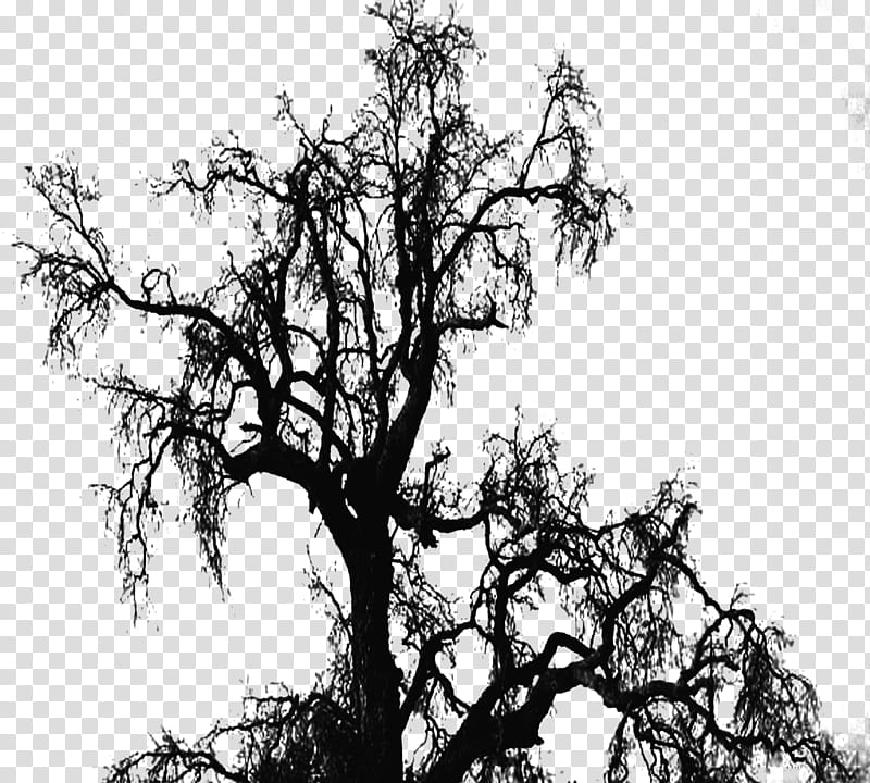 , withered tree transparent background PNG clipart