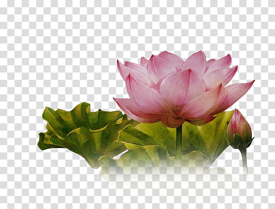 pink lotus transparent background PNG clipart