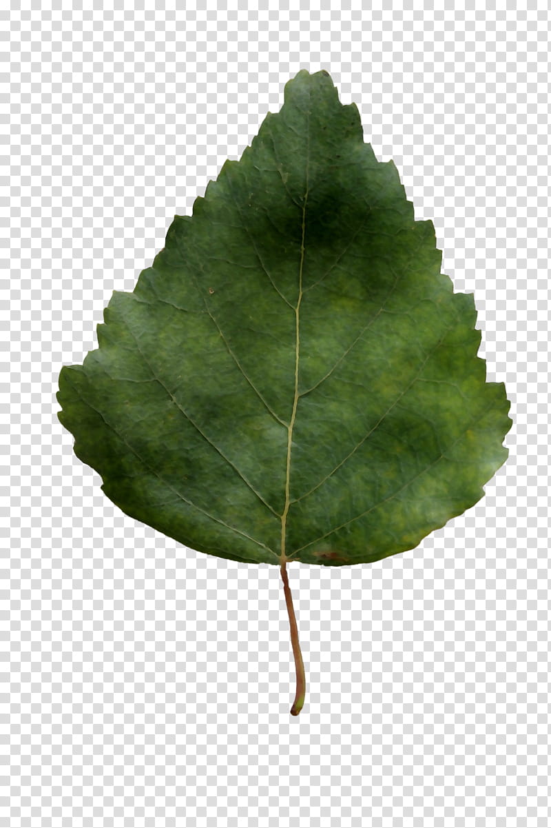 Green Leaf, Tree, Plant, Flower, Plane, Match Poplar, Plant Pathology, Annual Plant transparent background PNG clipart