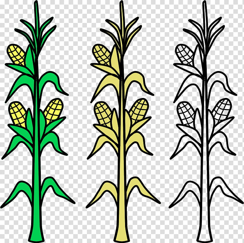 Flower Line Art, Field Corn, Corn On The Cob, Agriculture, Crop, Candy Corn, Sweet Corn, Corn Kernel transparent background PNG clipart