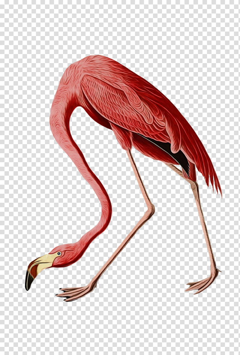 Flamingo, Birds Of America, American Flamingo, Printmaking, Poster, Havell Family, Painting, Printing transparent background PNG clipart