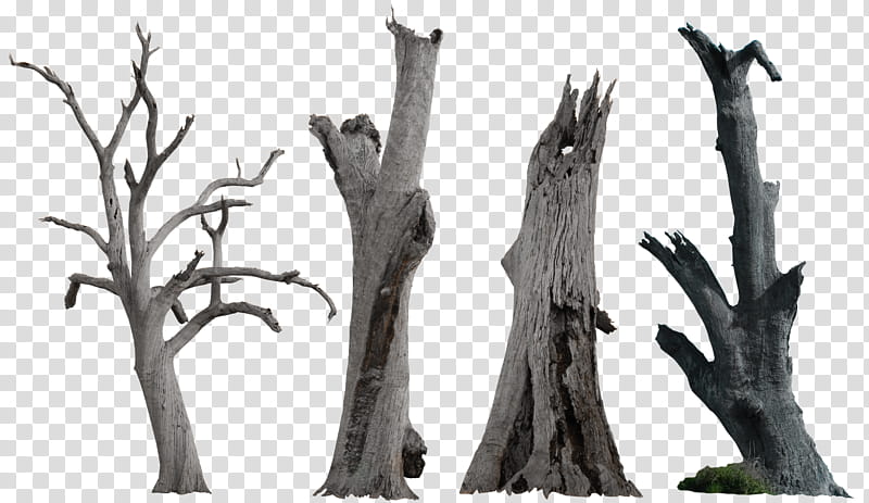 Dead Tree  HB, four gray driftwoods transparent background PNG clipart