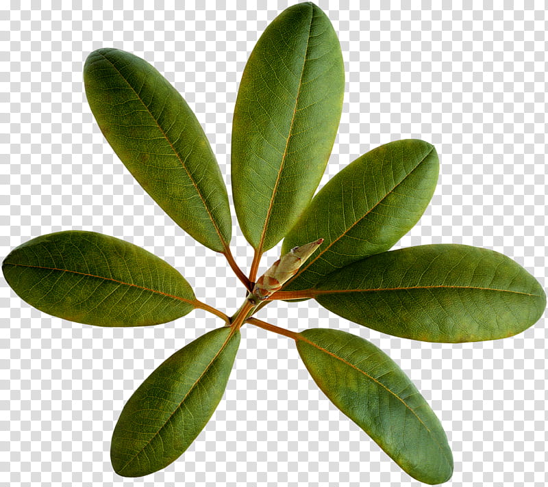 Woody, Extract, Loquat, Ursolic Acid, Leaf, Plants, Rosemary, Peppermint transparent background PNG clipart