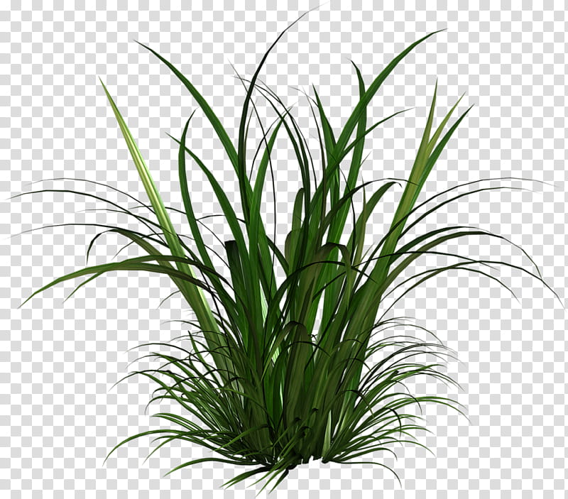 Family Tree, Ornamental Grass, Grasses, Grasses And Grains, Pampas Grass, Plant, Grass Family, Aquarium Decor transparent background PNG clipart