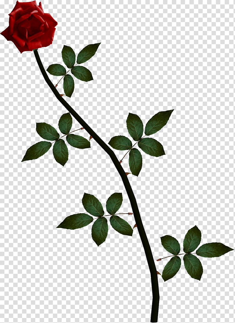 Roses, red rose flower art transparent background PNG clipart