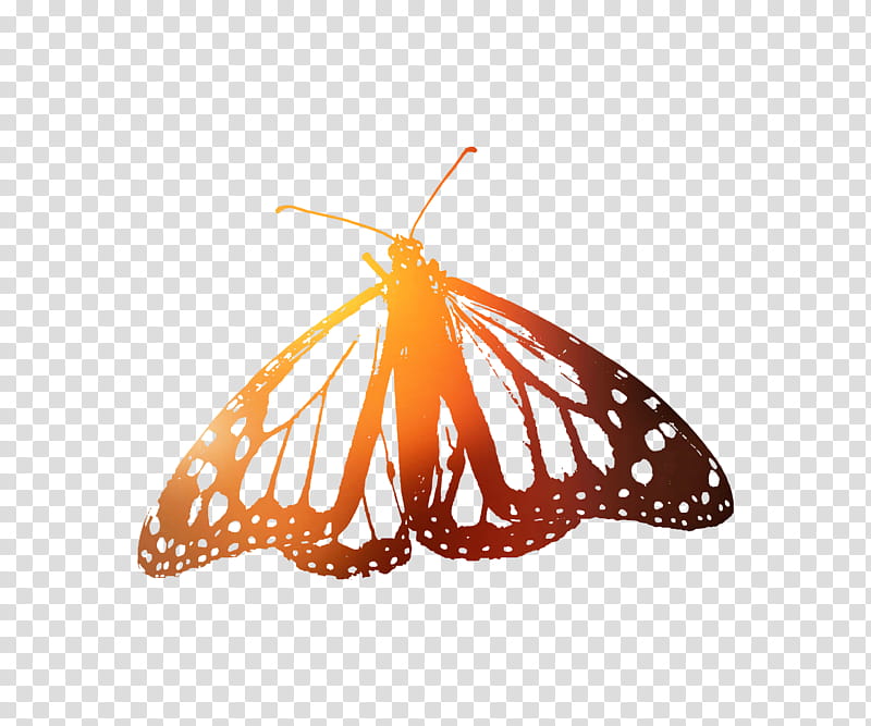 Monarch Butterfly, Brushfooted Butterflies, Moth, Insect, Membrane, Tiger Milkweed Butterflies, Moths And Butterflies, Orange transparent background PNG clipart