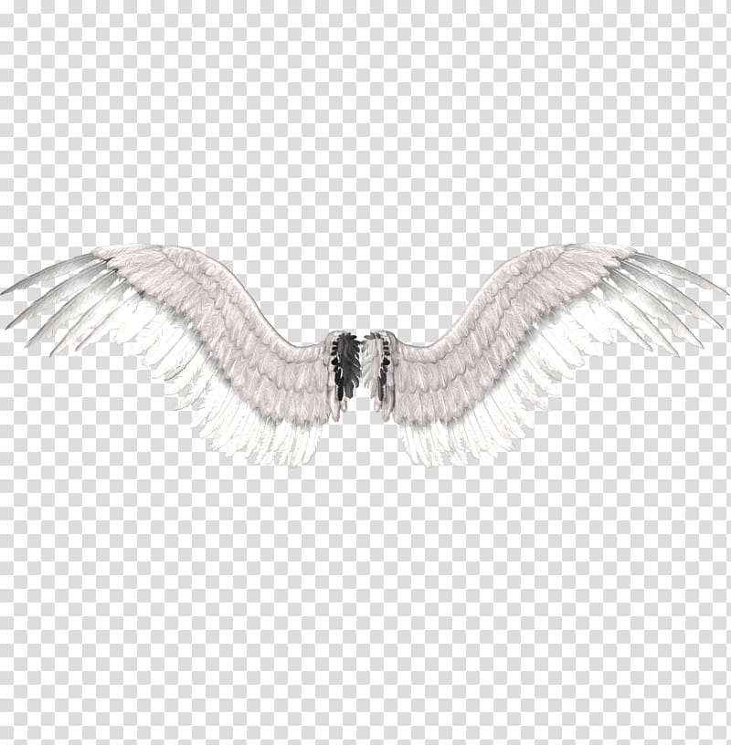 Recursos de ChiHoon y Shin Yeong, white wings transparent background PNG clipart