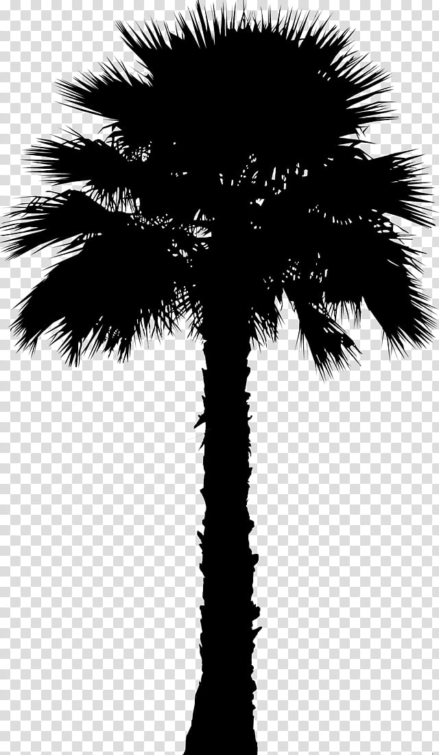 Tree Branch Silhouette, Asian Palmyra Palm, Coconut, Palm Trees, Plants, Peach, Leaf, Date Palm transparent background PNG clipart