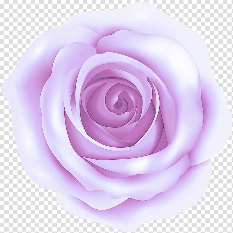 Garden roses, Pink, Purple, Flower, Violet, Petal, Floribunda, Hybrid Tea Rose transparent background PNG clipart